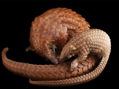 Pangolin
